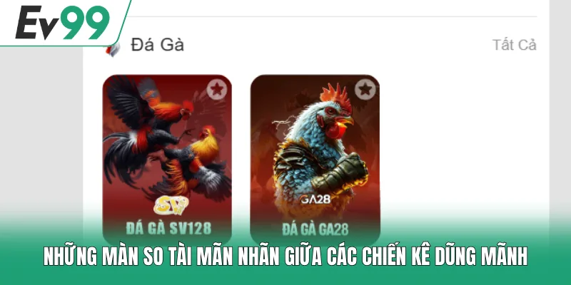 Những màn so tài mãn nhãn giữa các chiến kê dũng mãnh 